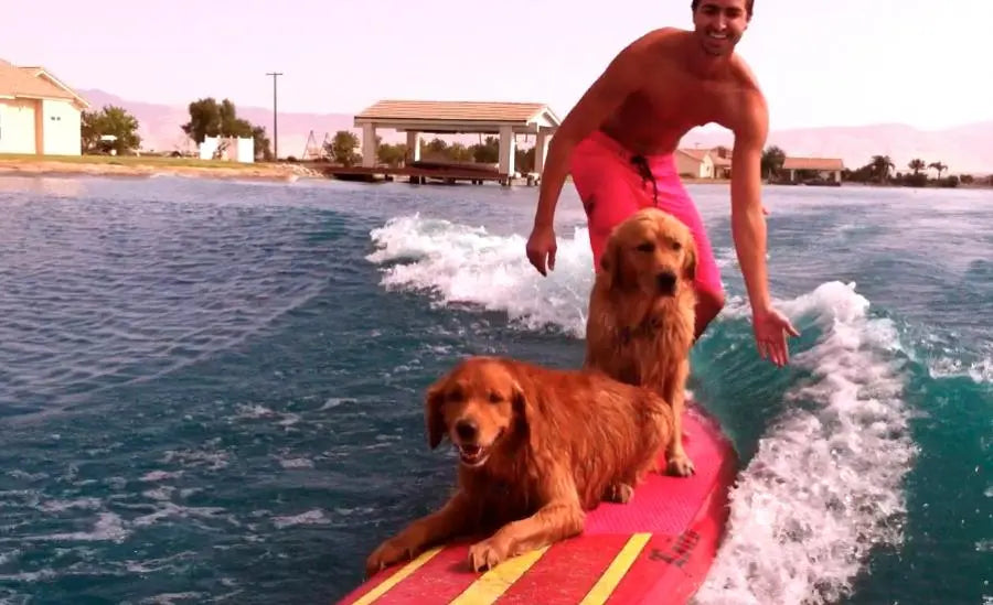 10 BOAT SUPPLIES FOR YOUR DOG -  SWELL Wakesurf Blog - SWELL Wakesurf